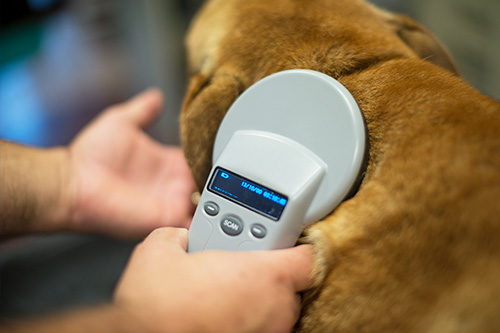 Pet Microchipping  Mountain Empire Small Animal Hospital